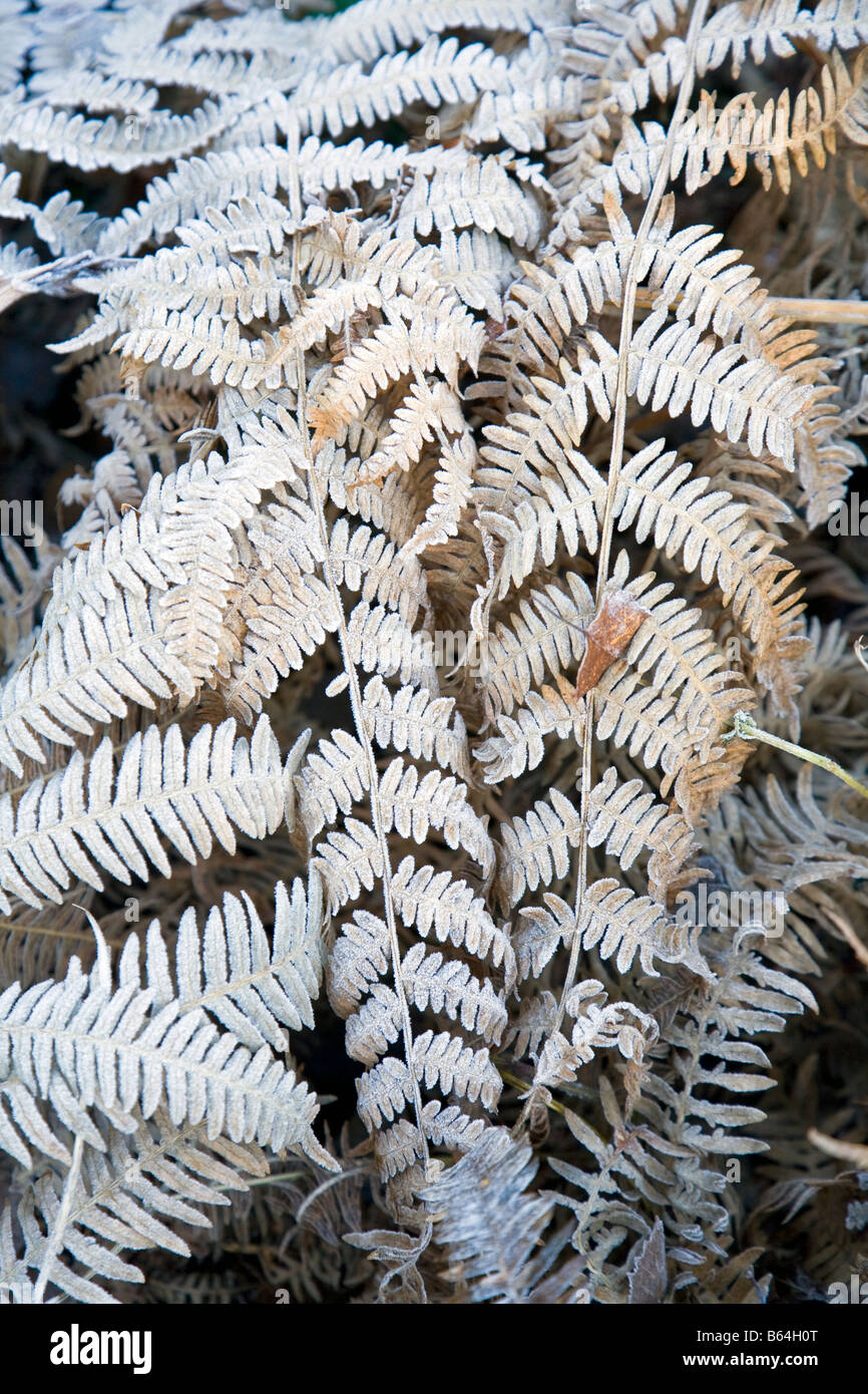 Fern leaves autumn hi-res stock photography and images - Alamy