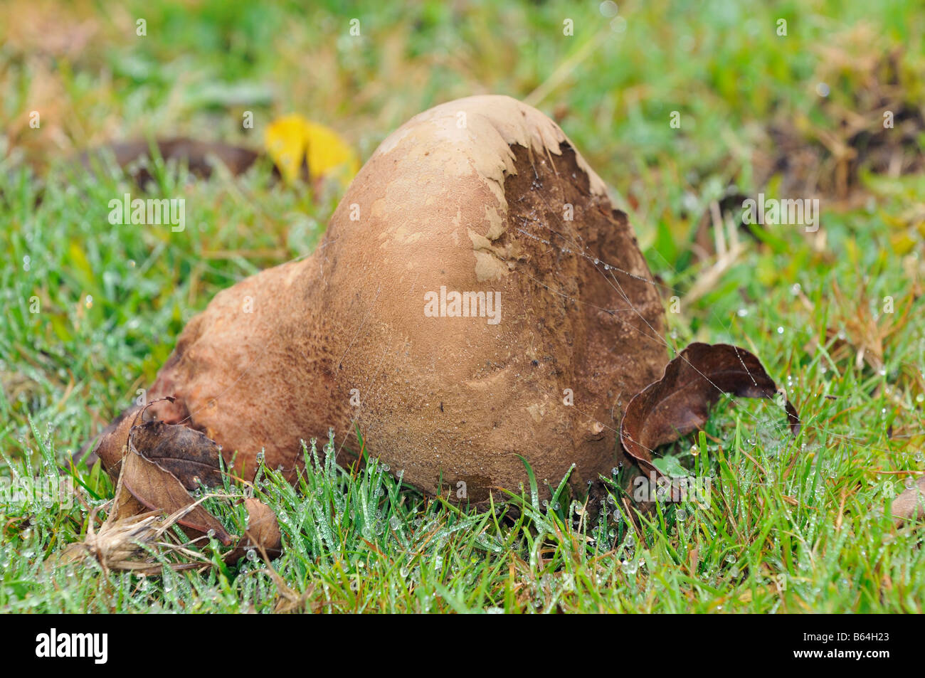Giant Puffball Fungi Calvatia utriformis Stock Photo