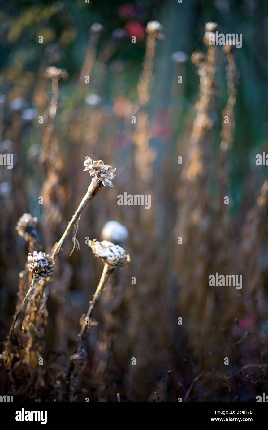 Seed Heads In A Winter Garden Stock Photo Alamy