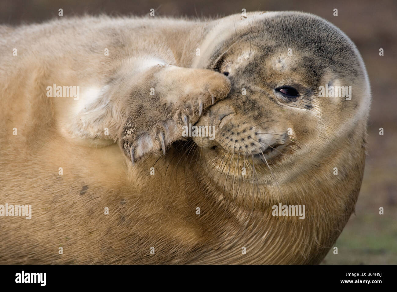 Baby grey seal close up Stock Photo Alamy