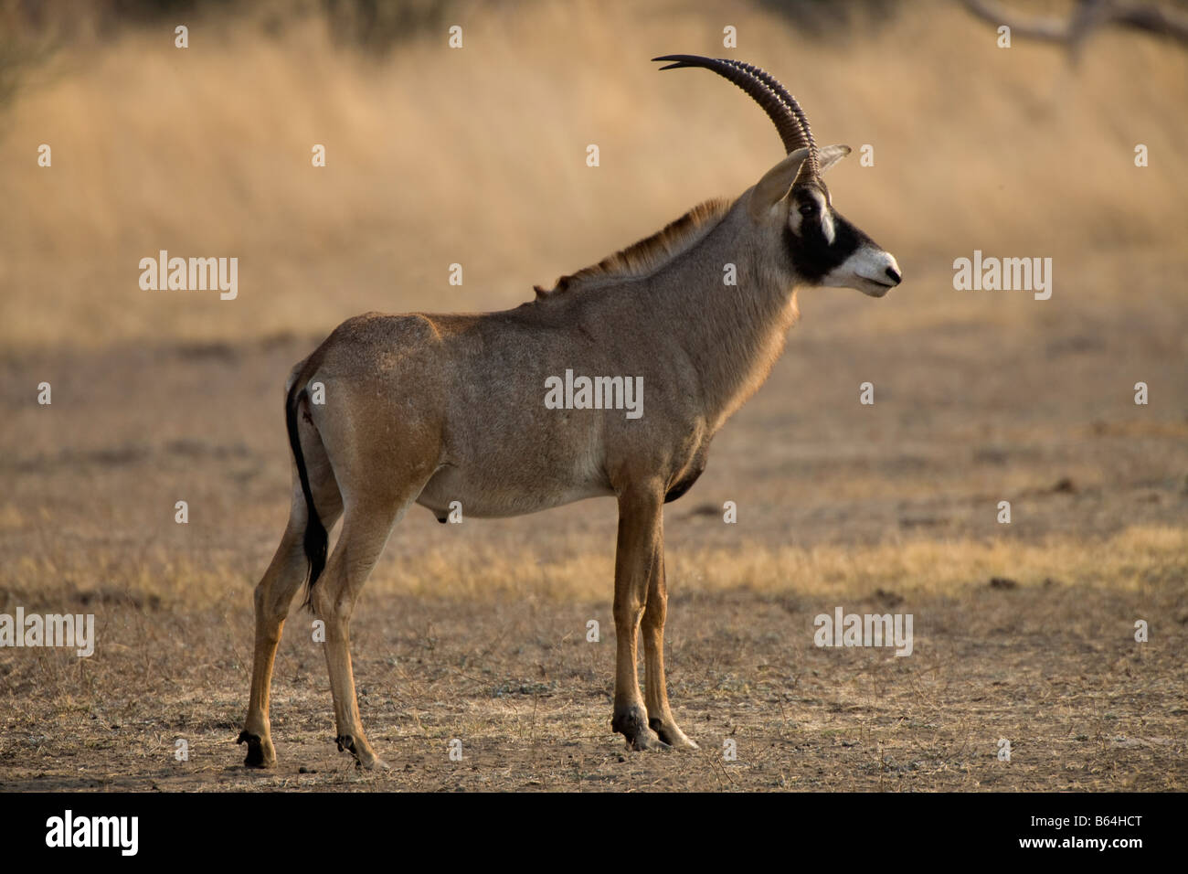 Roan Antelope Portrait, Mahenga Game Reserve, Namibia Stock Photo