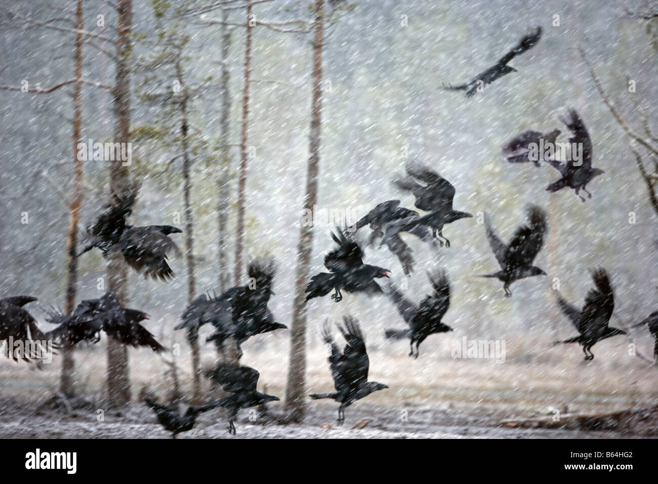 Finland, Kuikka Lake, near Kuhmo. Ravens in snowstorm. Stock Photo