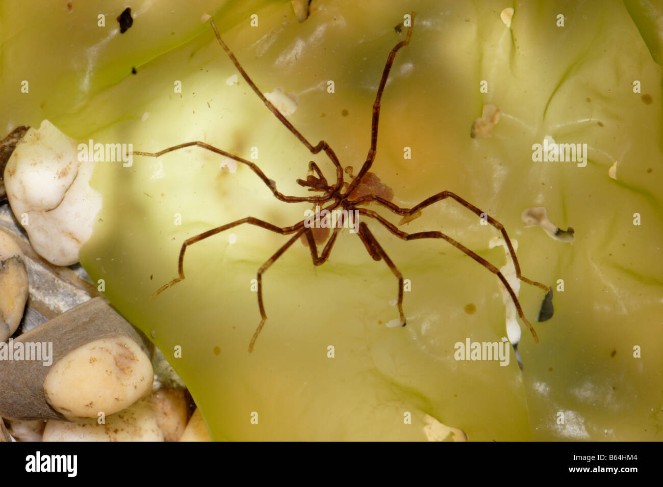 Sea spider Nymphon gracile Nymphonidae in a rockpool carrying eggs UK Stock Photo