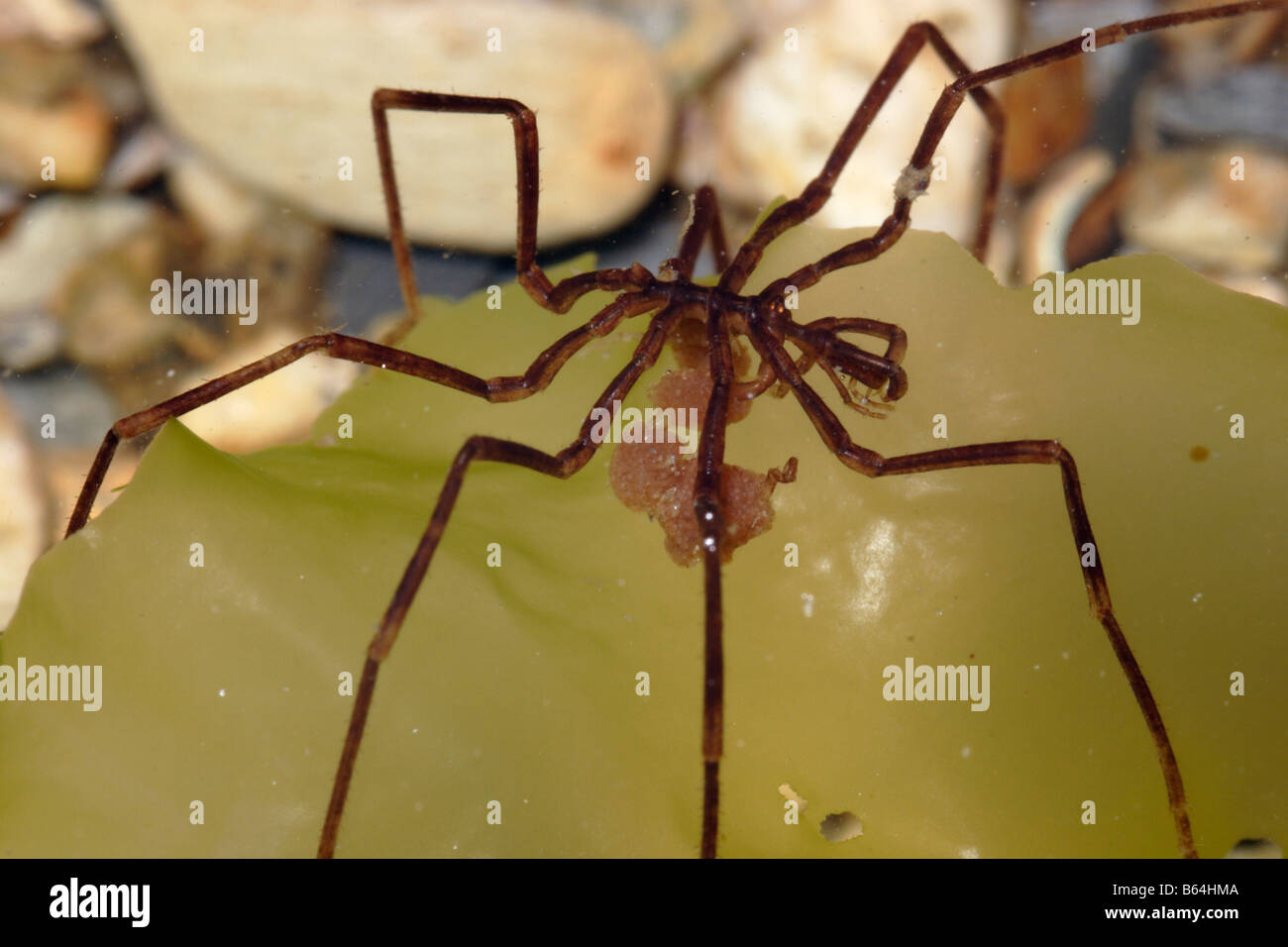 Sea spider Nymphon gracile Nymphonidae in a rockpool carrying eggs UK Stock Photo