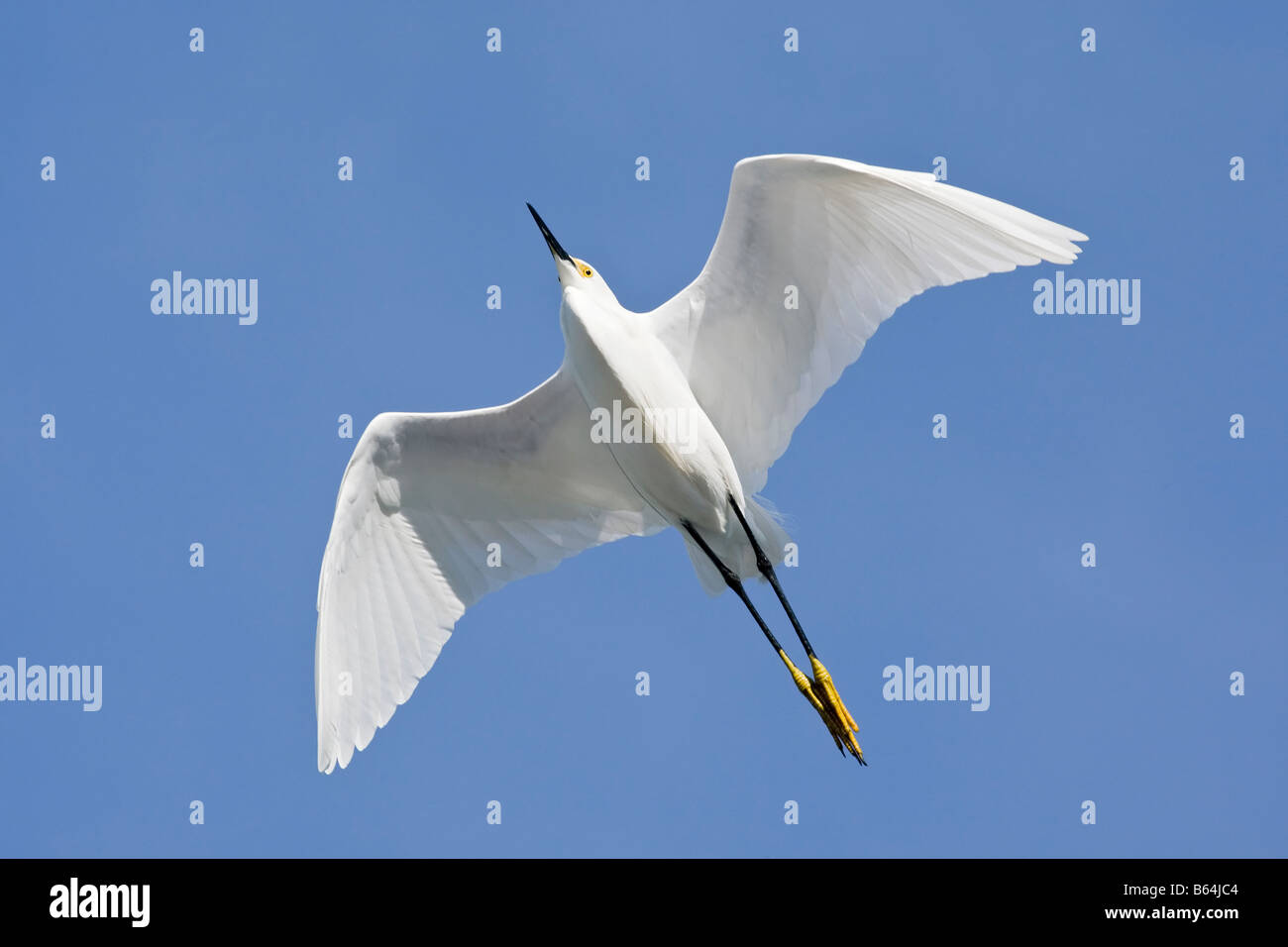 Snowy Egret Stock Photo
