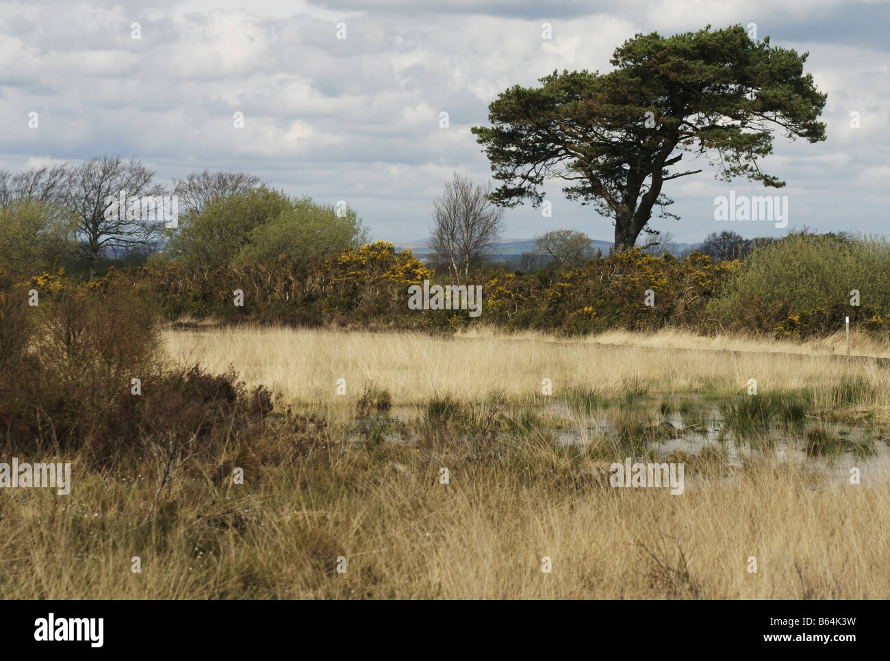 Drumburgh Moss National Nature Reserve Cumbria Stock Photo - Alamy
