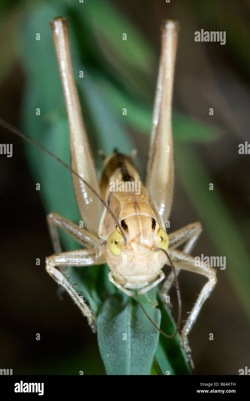Grasshopper cleaning feeler Stock Photo