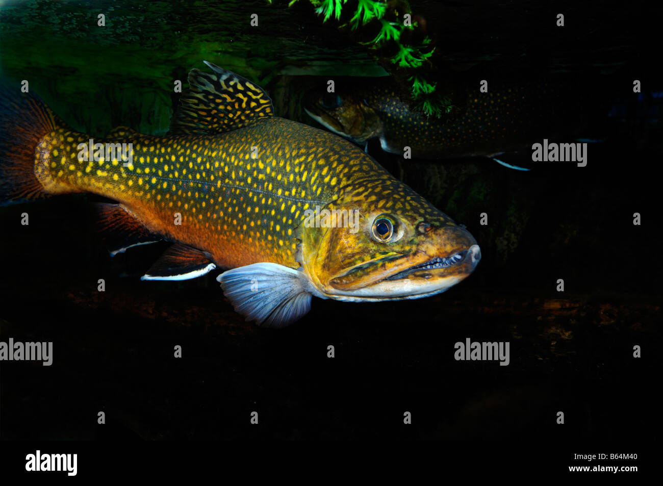 Brook trout Salvelinus fontinalis captive Stock Photo