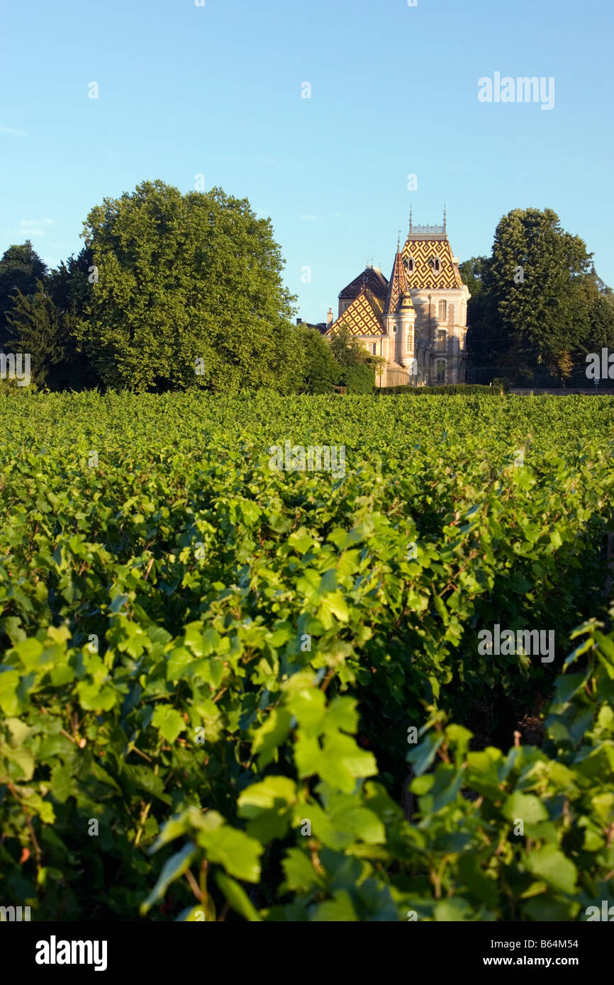 France, near Beaune, Burgundy, Village: Afoxe-Corton. Castle: Andre Corton. Vineyard. Stock Photo