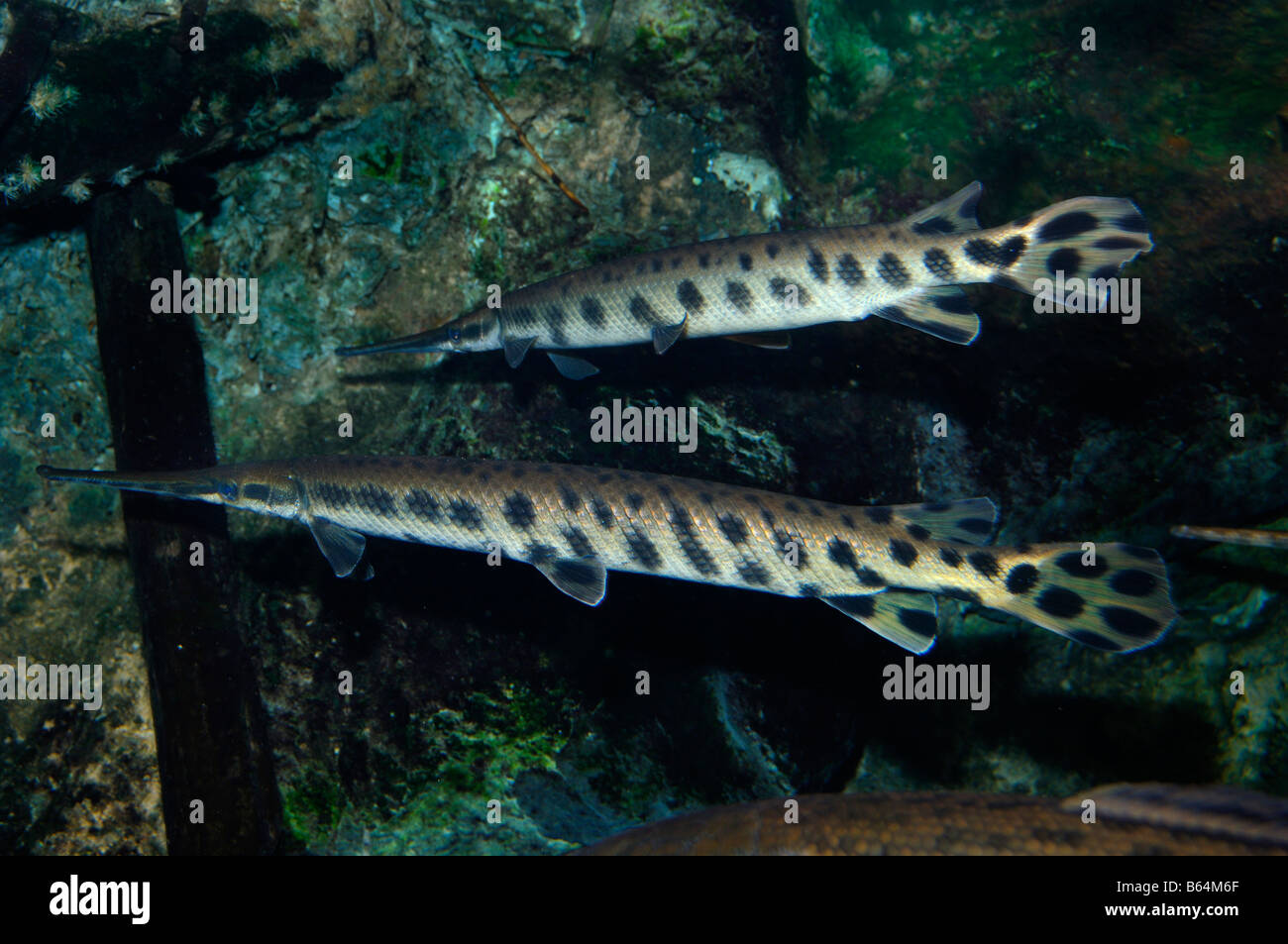 Longnose gar Lepisosteus osseus captive Stock Photo