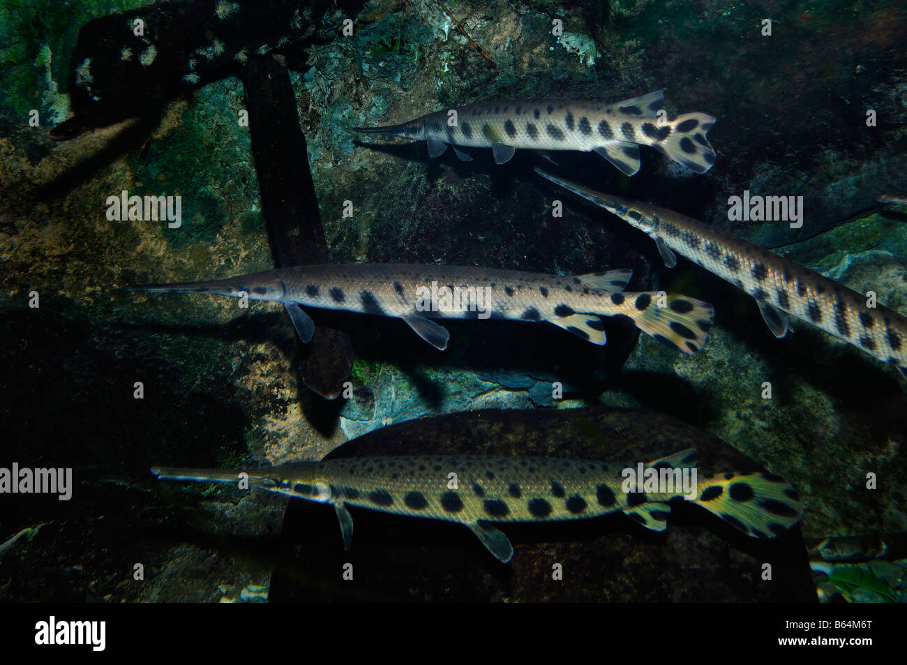 longnose-gar-lepisosteus-osseus-captive-B64M6T.jpg