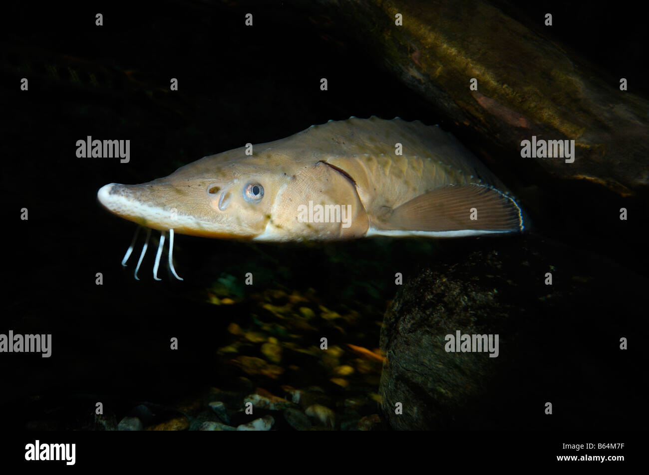 Lake sturgeon Acipenser fulvescens captive Stock Photo - Alamy