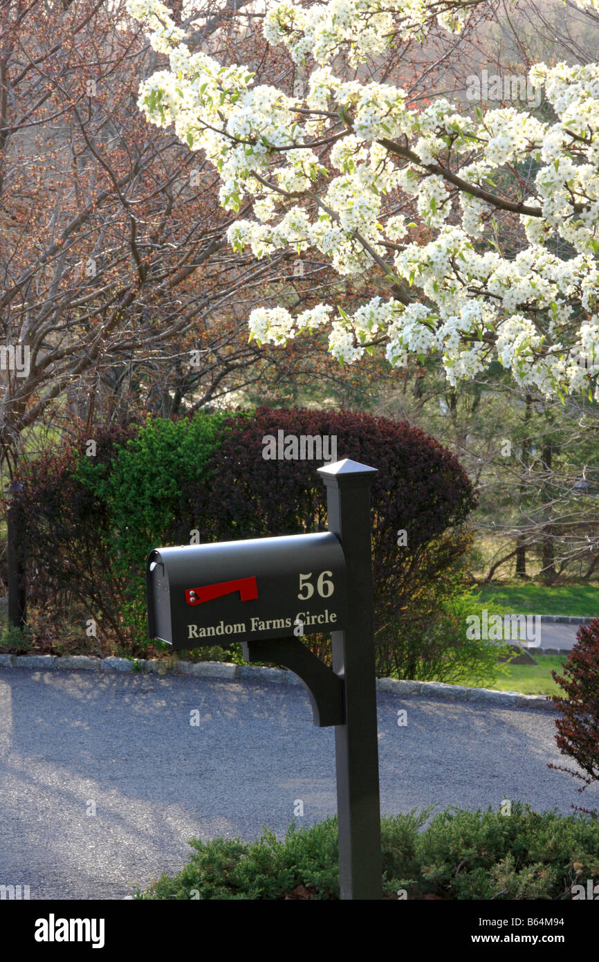 A black US Mail Box with white cherry blossom above Stock Photo
