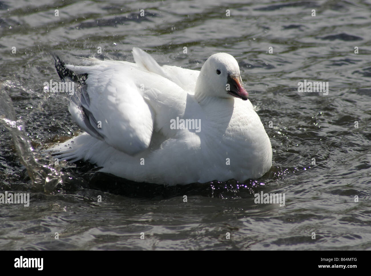 Ross's Goose, Anser Rossii splashing on a lake Stock Photo