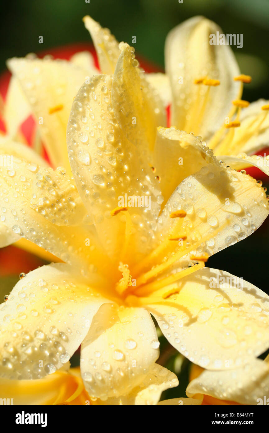 Droplets in yellow kaffir lily Clivia miniata citrina Stock Photo