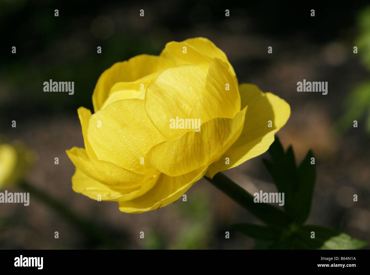 Trollius europaeus Globe Flower Ranunculaceae Stock Photo Alamy