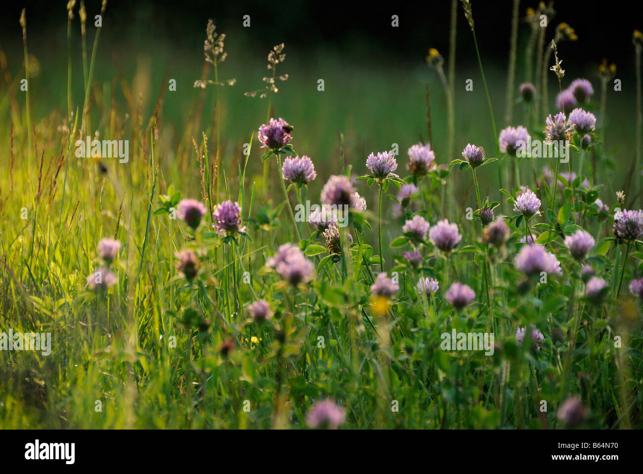 Wildflowers Londonderry Vermont Stock Photo Alamy