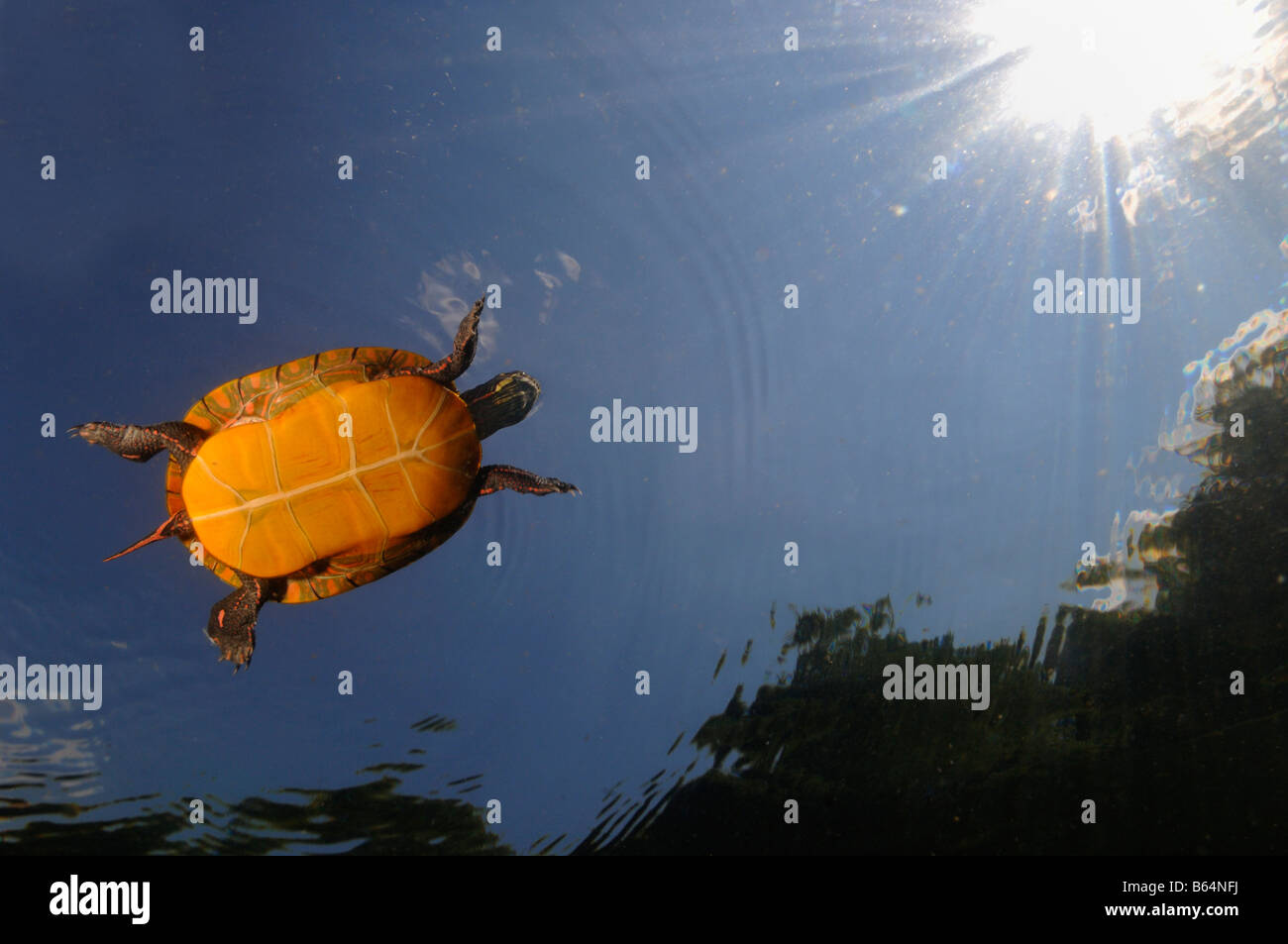 Painted turtle Chrysemys picta Vermont Stock Photo Alamy
