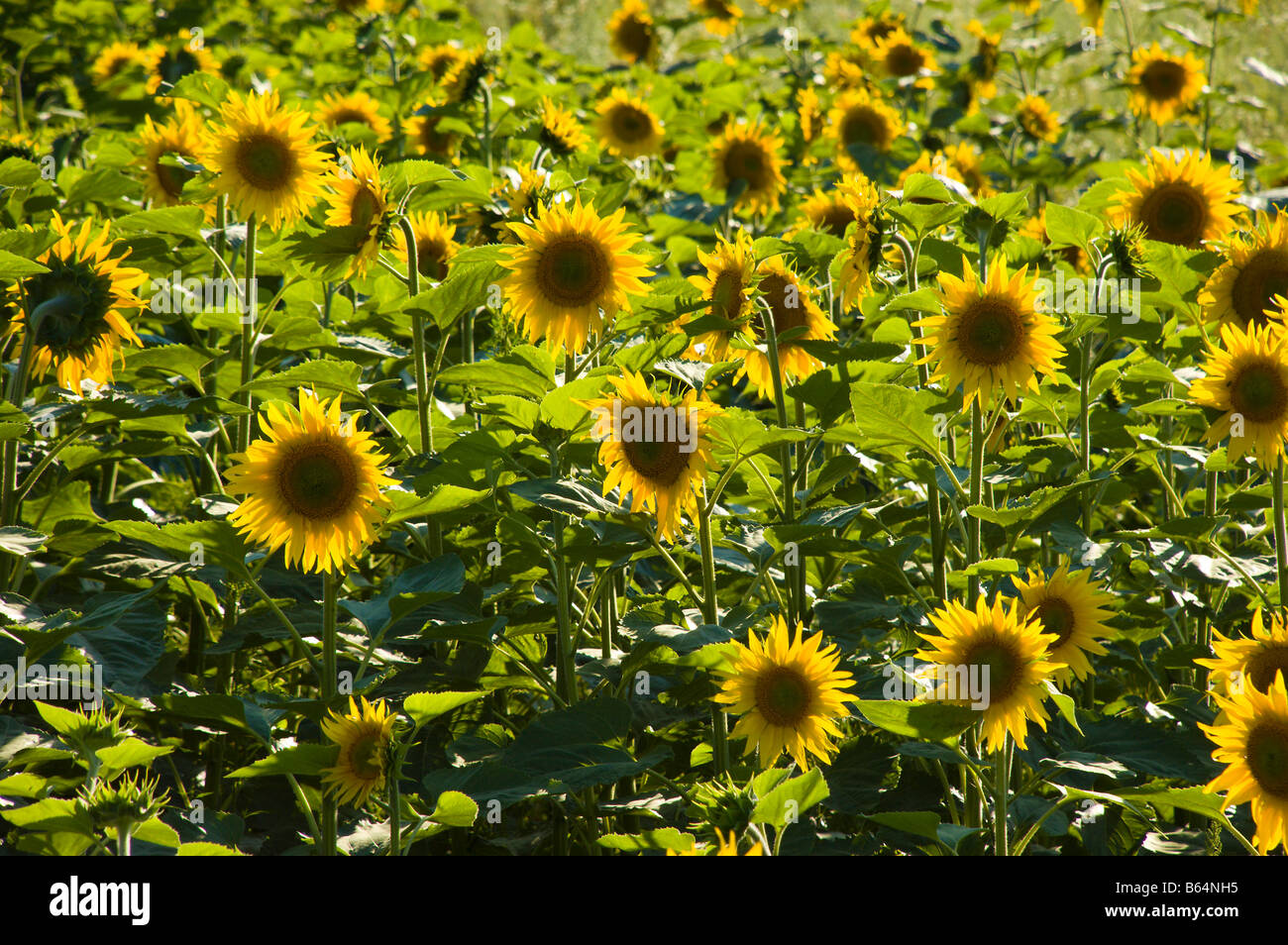 sunflowers in field Stock Photo - Alamy