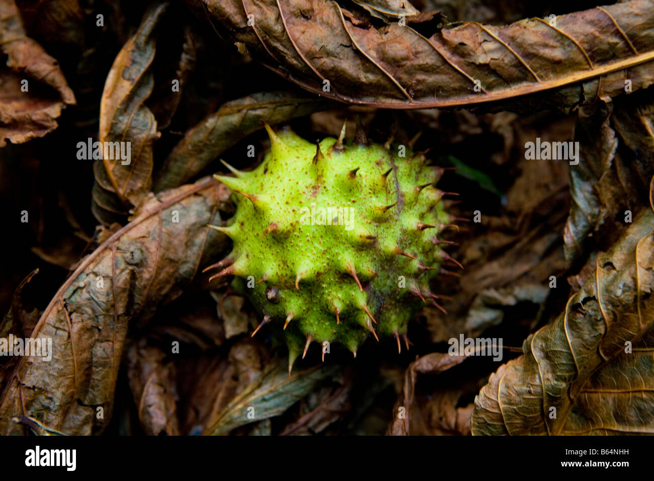 Fallen Horse Chestnut conker in a bed of autunm leaves Stock Photo
