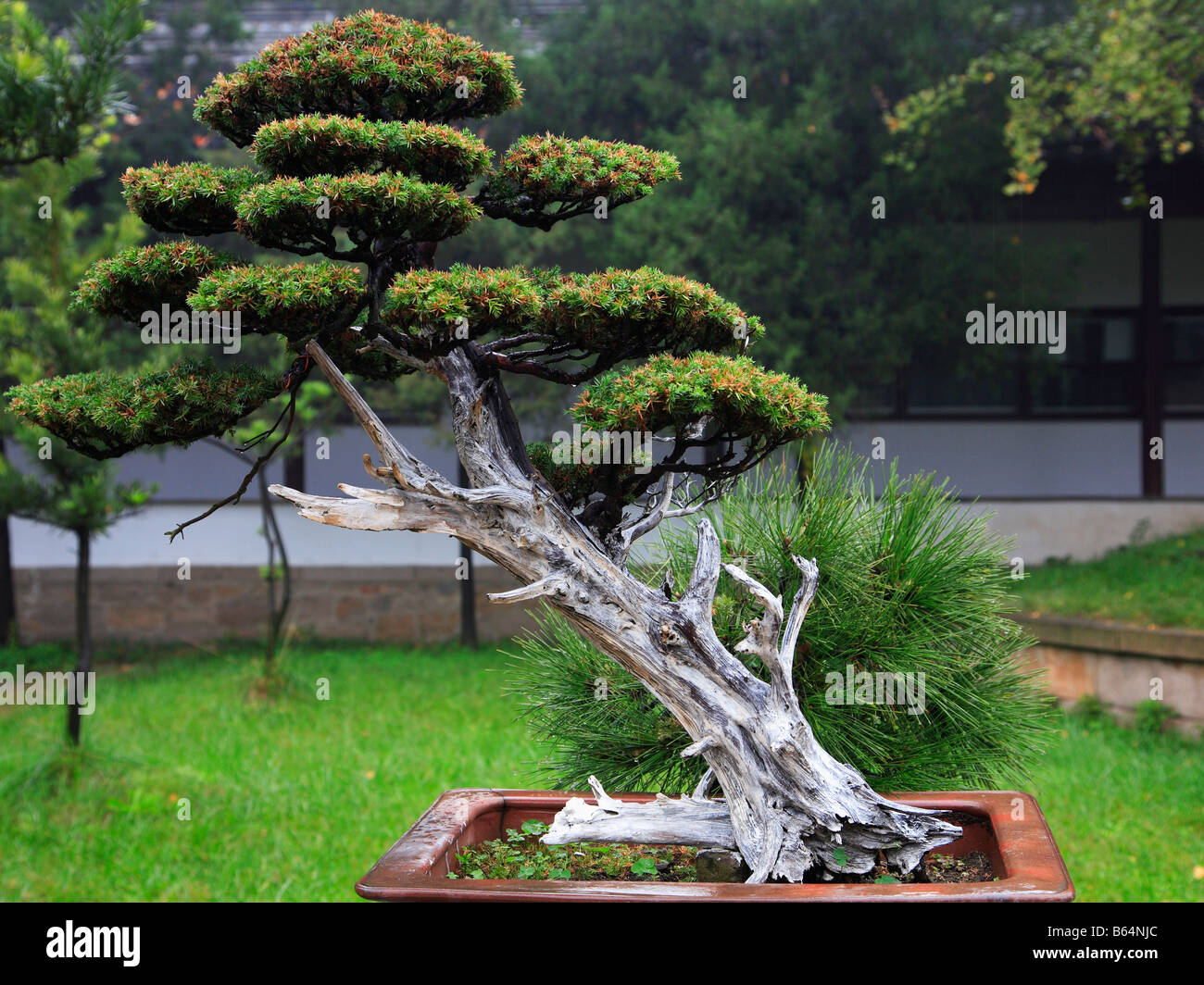 Bonsai China High Resolution Stock Photography And Images Alamy