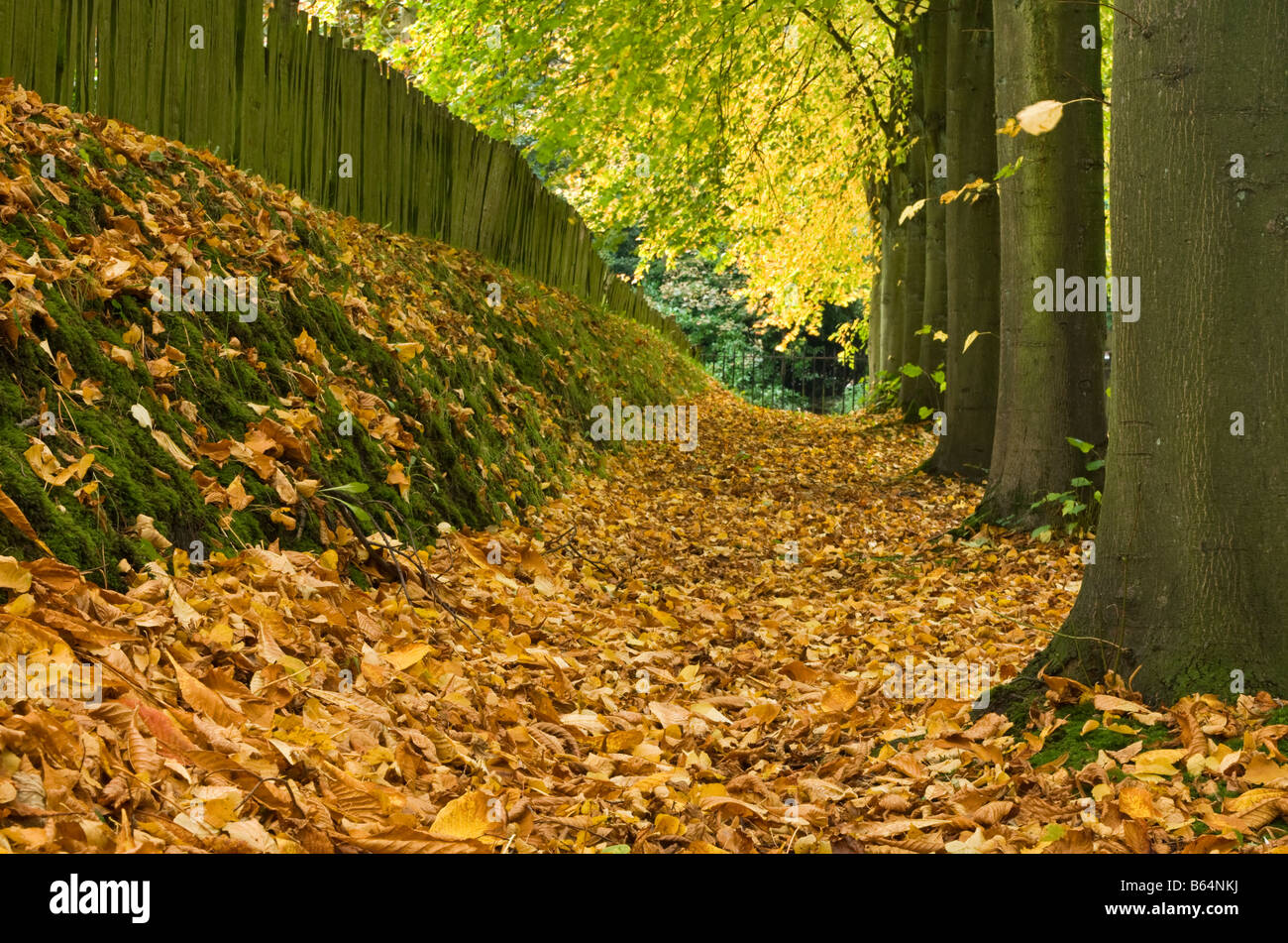 A Carpet of Autumn Leaves and Avenue of Tree Trunks, Gawsworth, Cheshire, England, UK Stock Photo