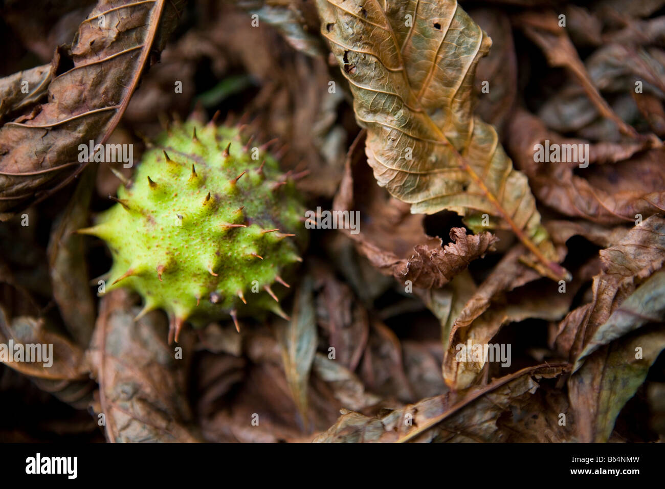 Fallen Horse Chestnut conker in a bed of autunm leaves Stock Photo