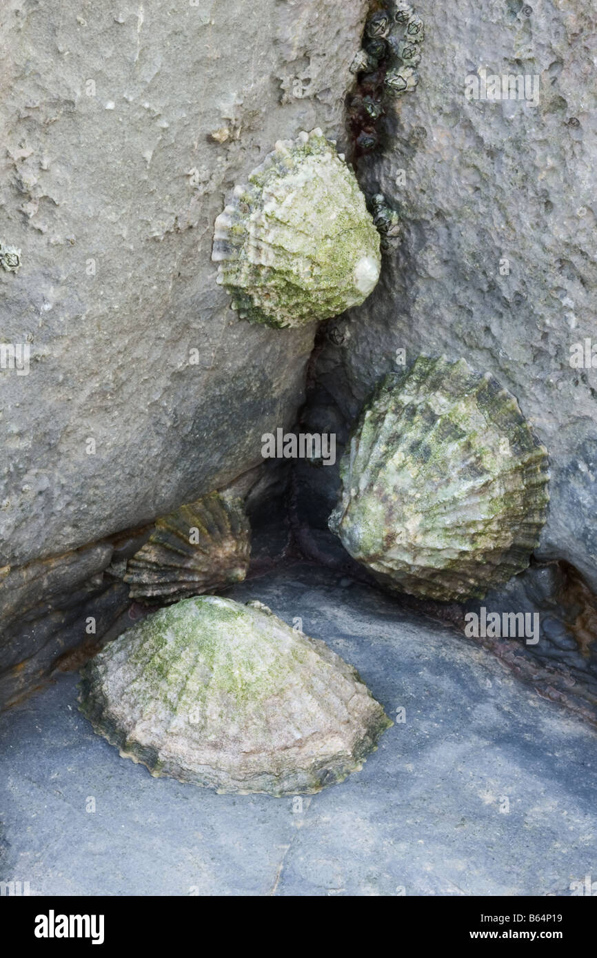 Closeup of some exposed limpets at Kilve Beach. Stock Photo
