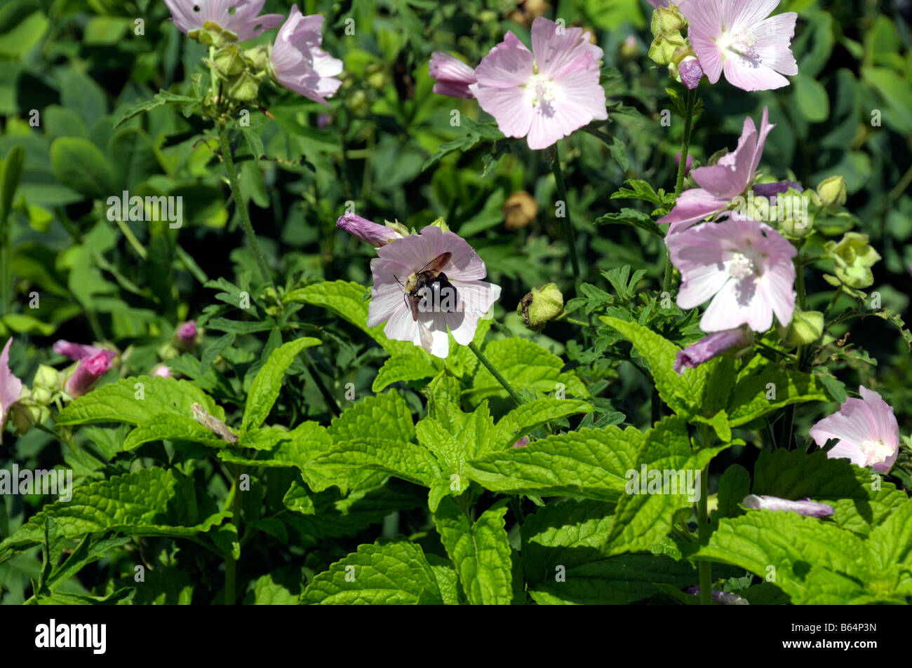 bee on a flower Stock Photo