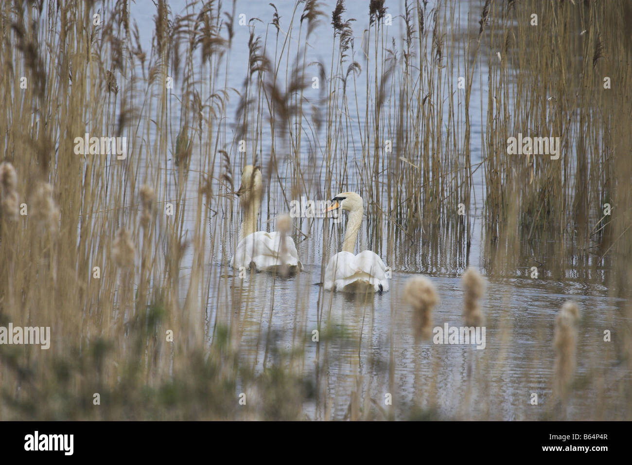 Mute Swans through the reeds Stock Photo