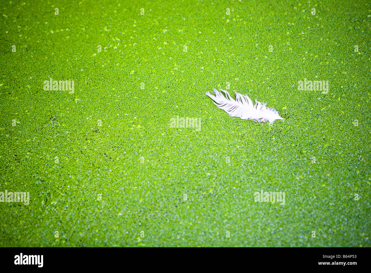 White feather floating among duckweed Stock Photo