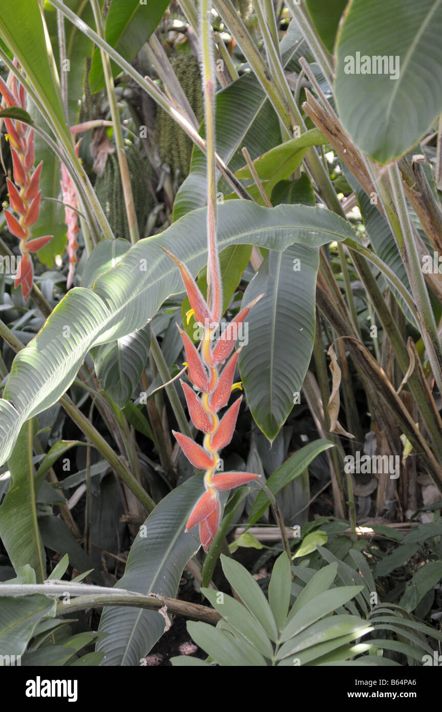 Lobster claw plant hires stock photography and images Alamy
