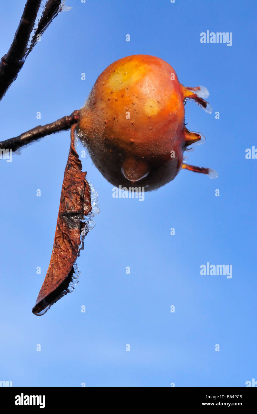 Frosty icey Medlar Fruit of the Mespilus germanica tree Stock Photo