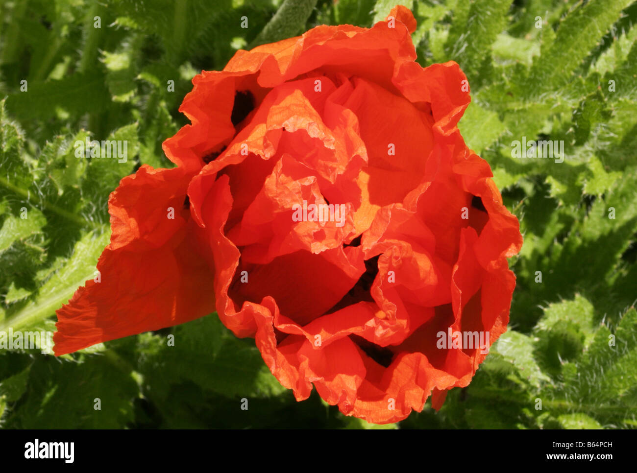 Oriental Poppy Papaver orientale Stock Photo Alamy