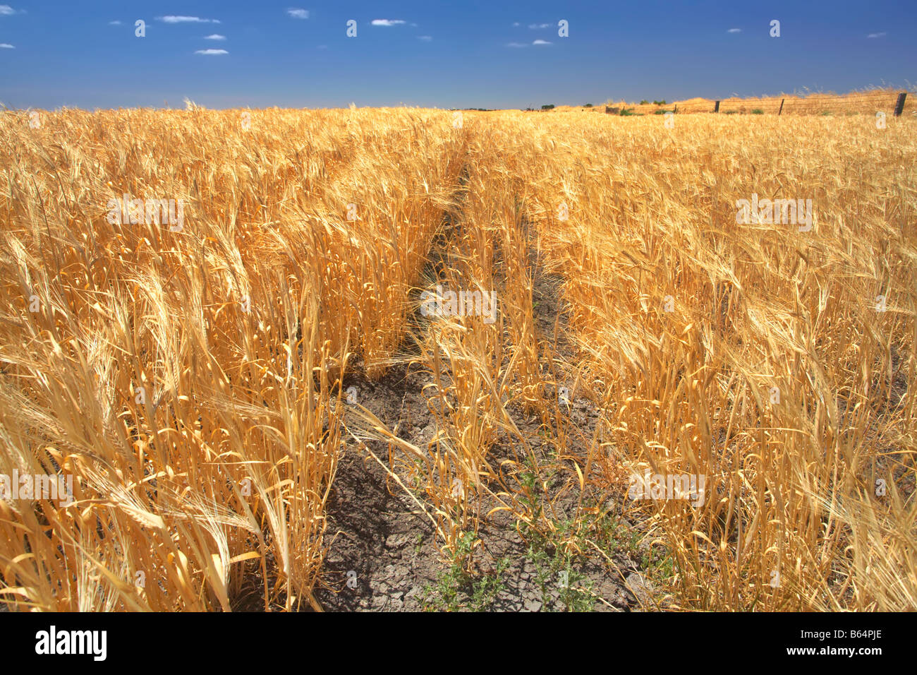 Narrung Narrung south australia hi-res stock photography and images - Alamy