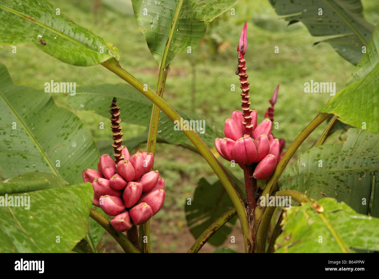 Small banana trees with early bananas in bloom Stock Photo Alamy