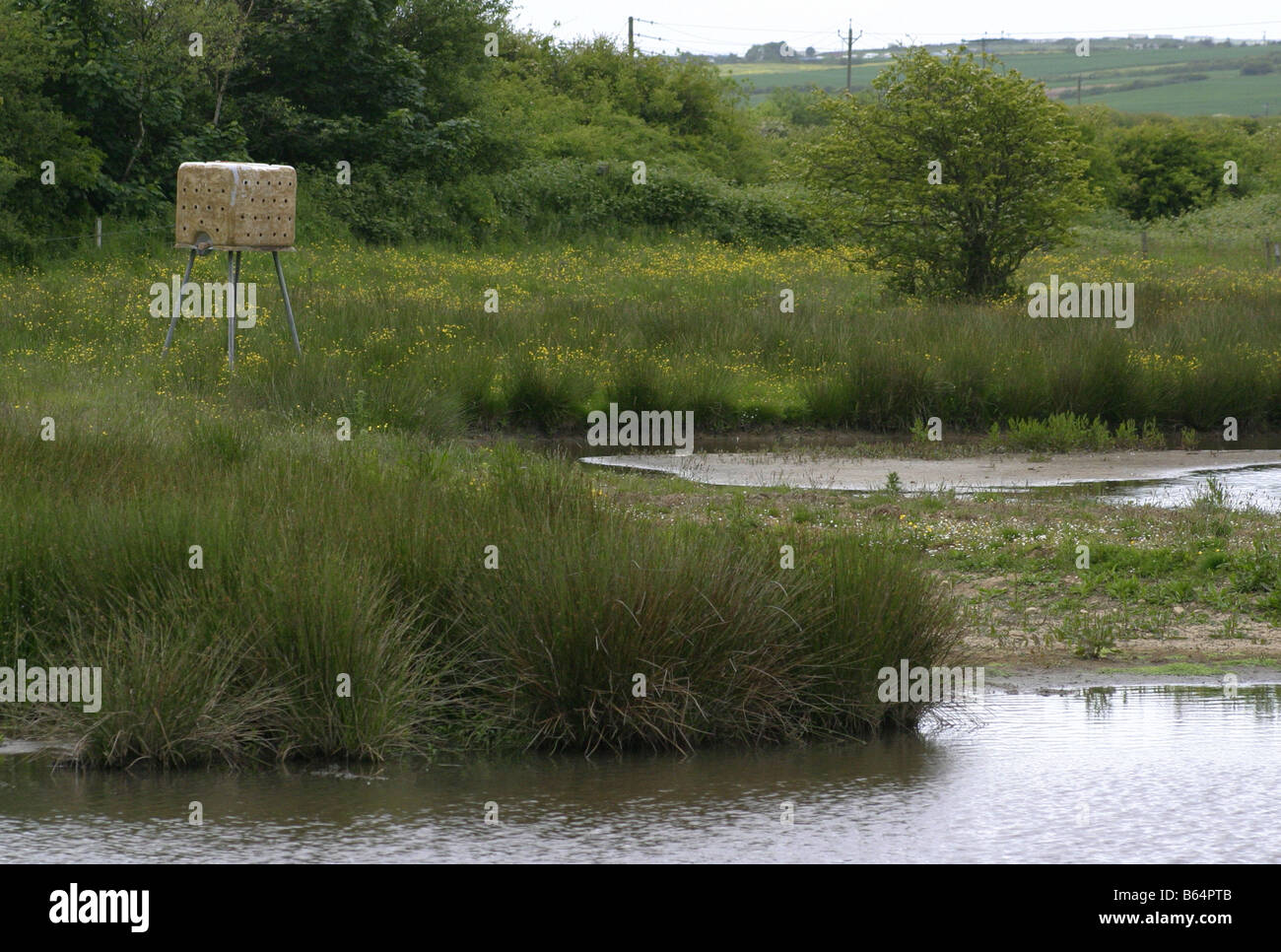 The Sand Martin nest box at Filey Dams Yorkshire Wildlife Trust Nature Reserve Stock Photo