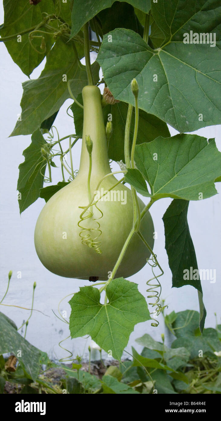 Giant gourd resemble luck and prosperity in Chinese culture Stock Photo