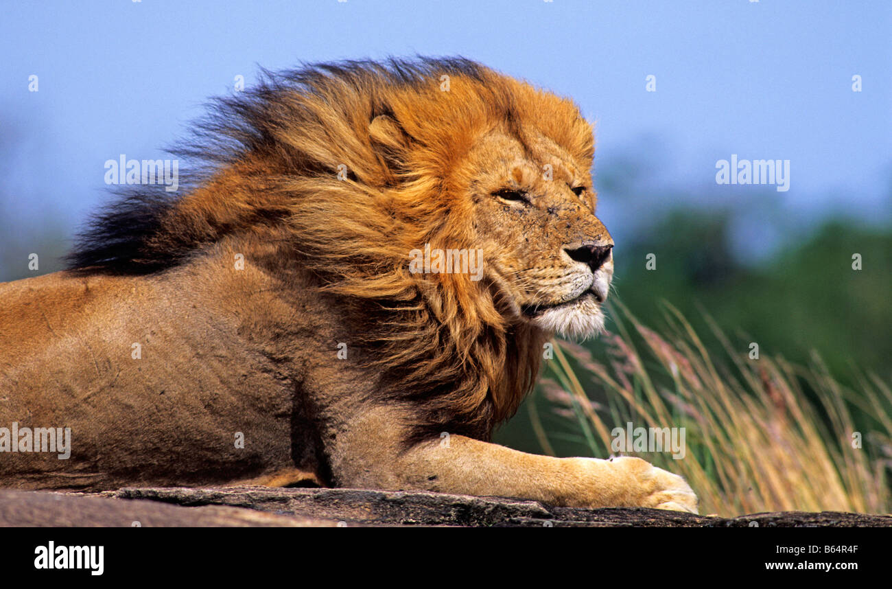 African Lion (Panthera leo) Masai Mara, Kenya Stock Photo - Alamy