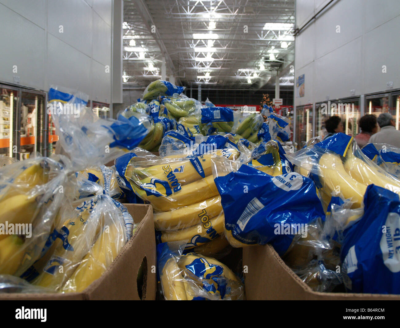 Bunches of bananas for sale in a Costco Wholesale big box store in the United States Stock Photo