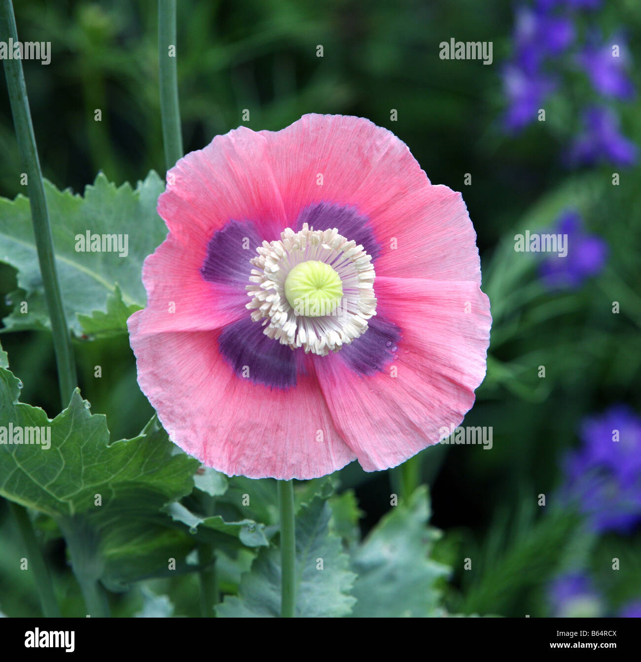A mauve and purple Poppy Anemone Stock Photo - Alamy