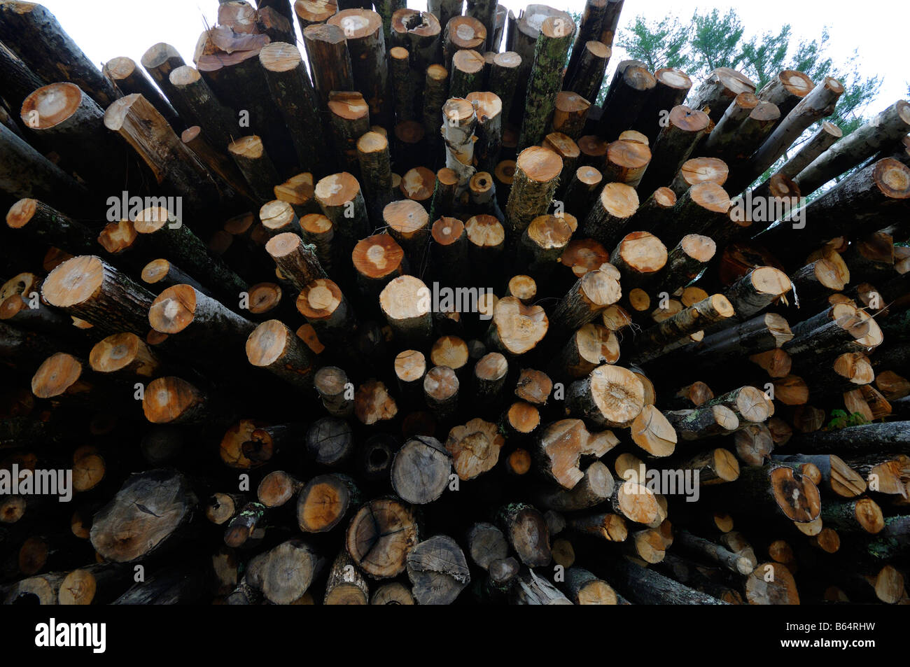 Logging of timber Vermont United States Stock Photo