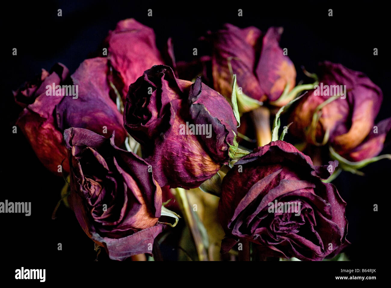 A bunch of dead and dying Roses Stock Photo Alamy