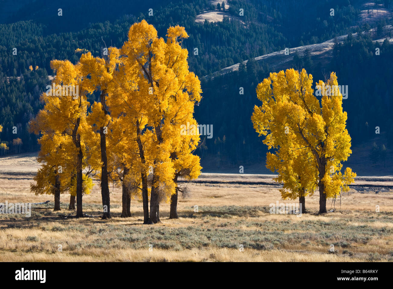 Yellowstone National Park WY Cottonwood trees on the Lamar river