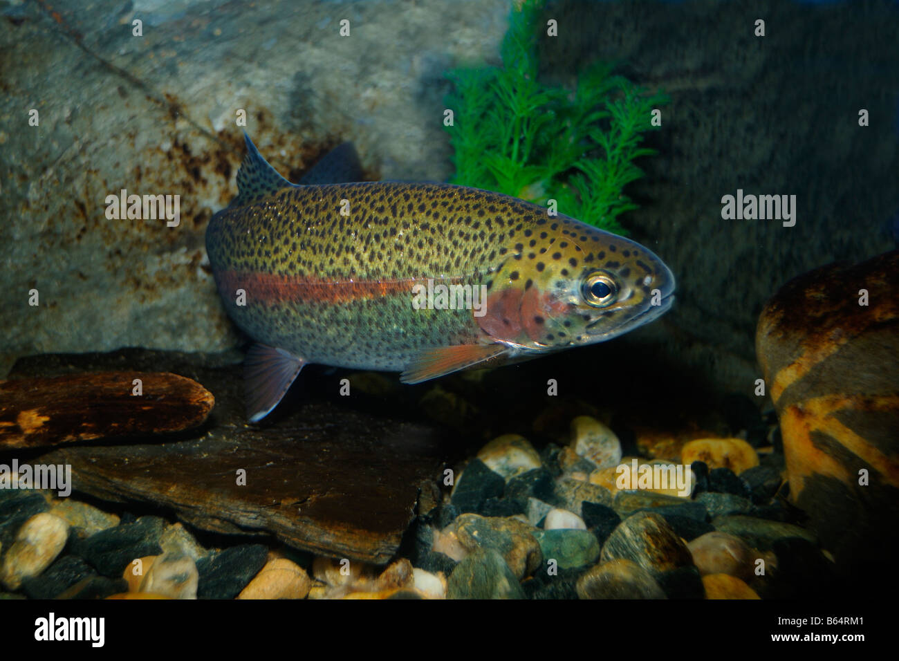 Rainbow Trout Oncorhynchus Mykiss Captive Stock Photo - Alamy