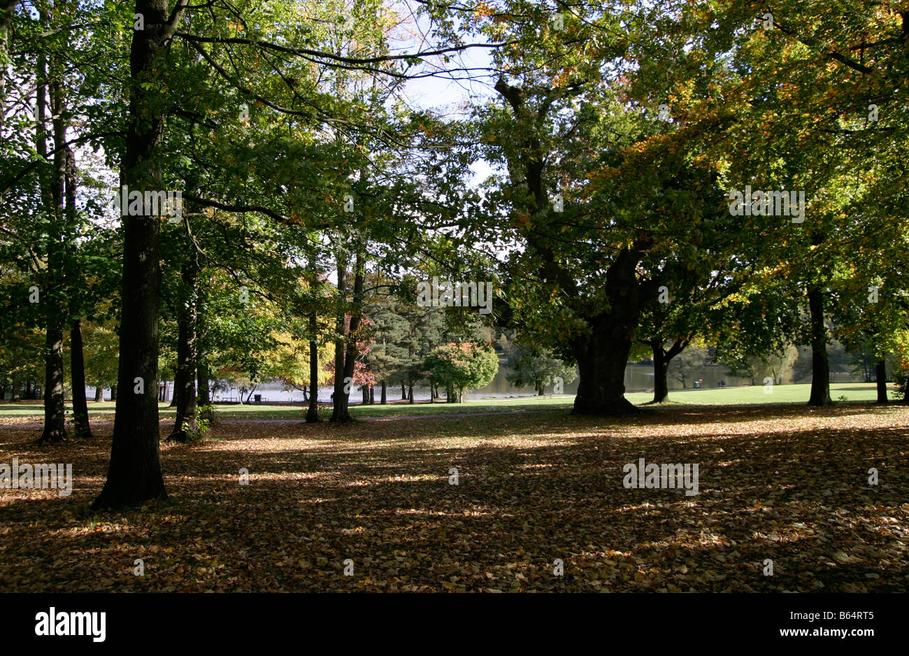 Trees casting shadows in Tilgate forest near the lake Stock Photo - Alamy