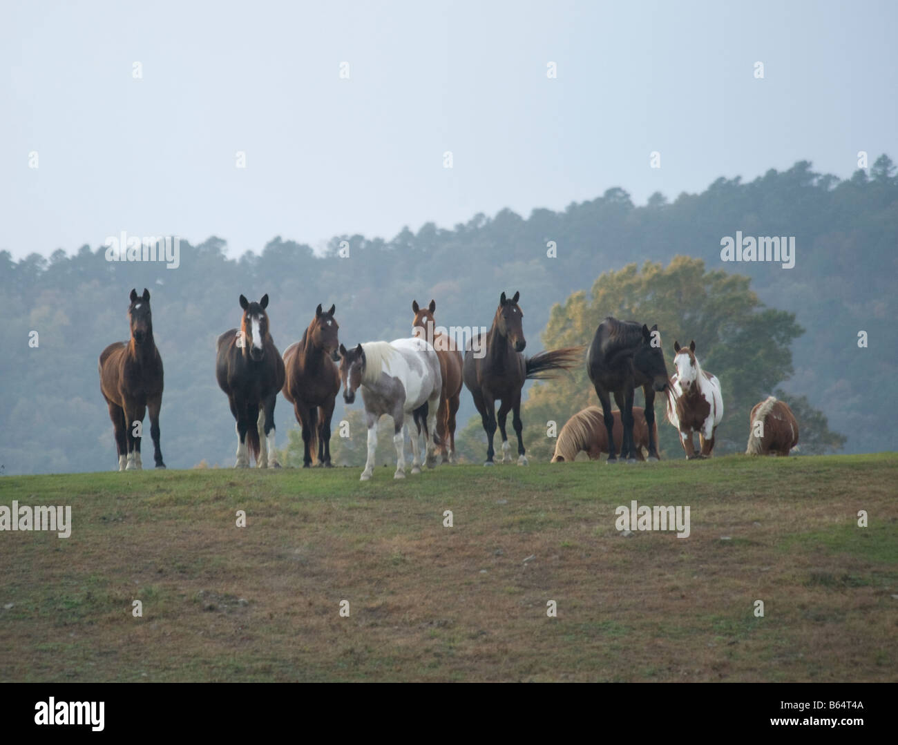 Horses at Proud Spirit Horse Rescue Arkansas Stock Photo