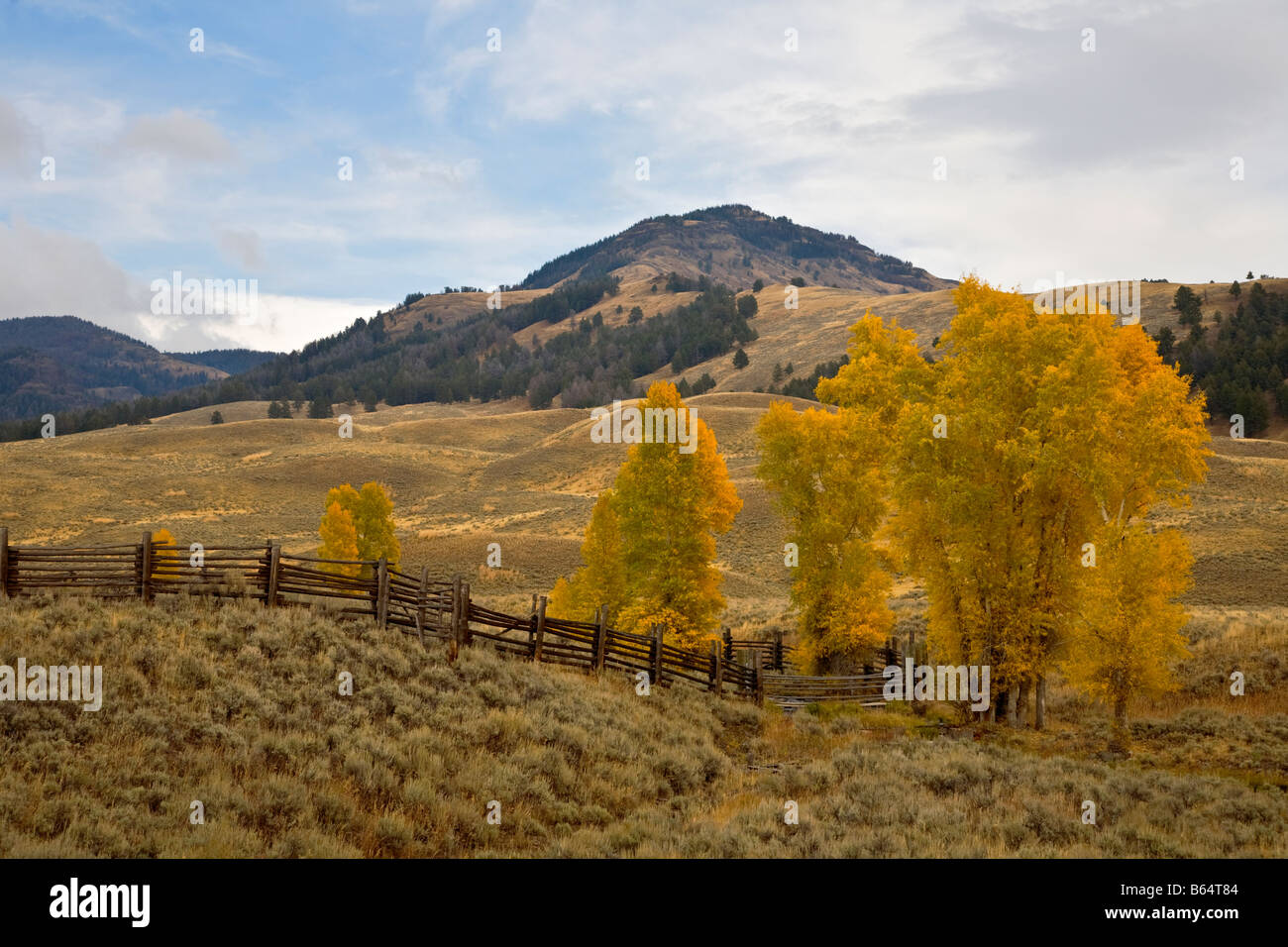 Cottonwood trees yellowstone hires stock photography and images Alamy