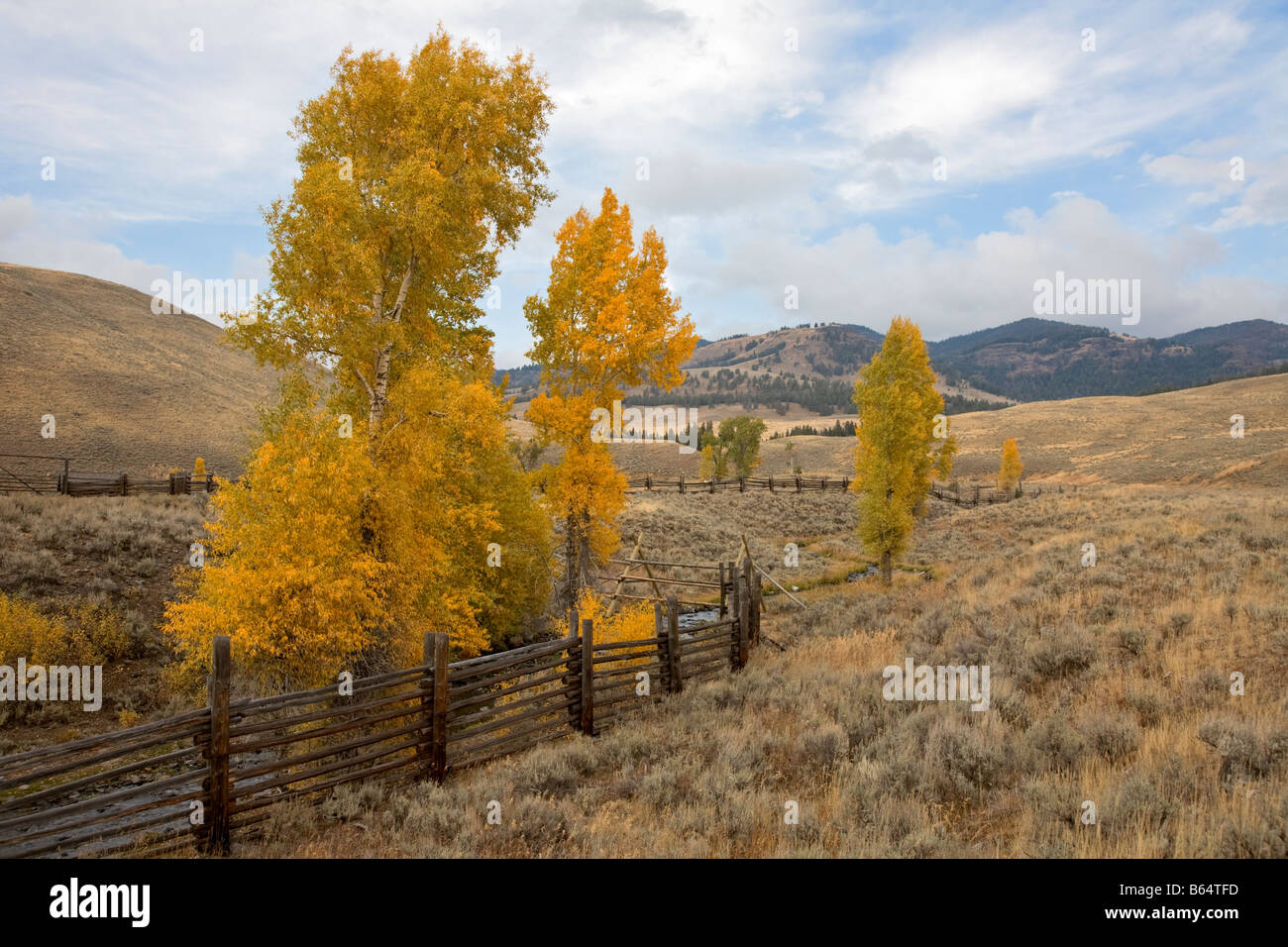 Cottonwood trees lamar valley yellowstone hires stock photography and