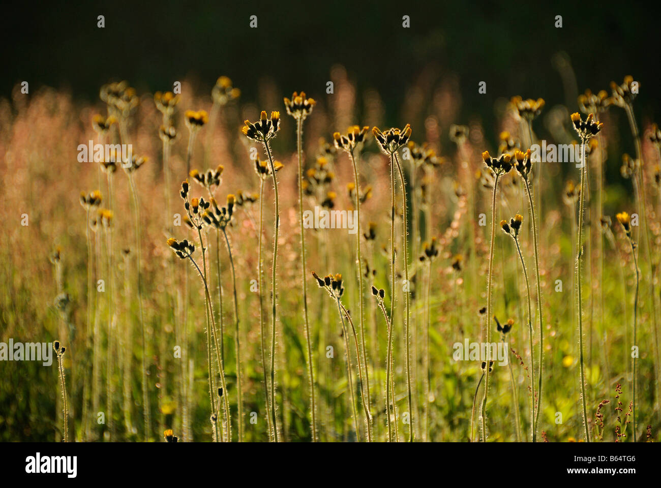 Wildflowers Londonderry Vermont Stock Photo